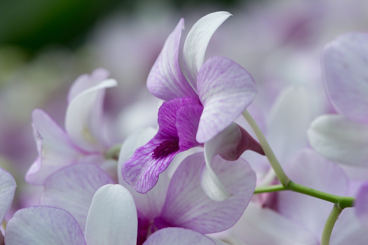 orchid  flower  beautiful flower free photo