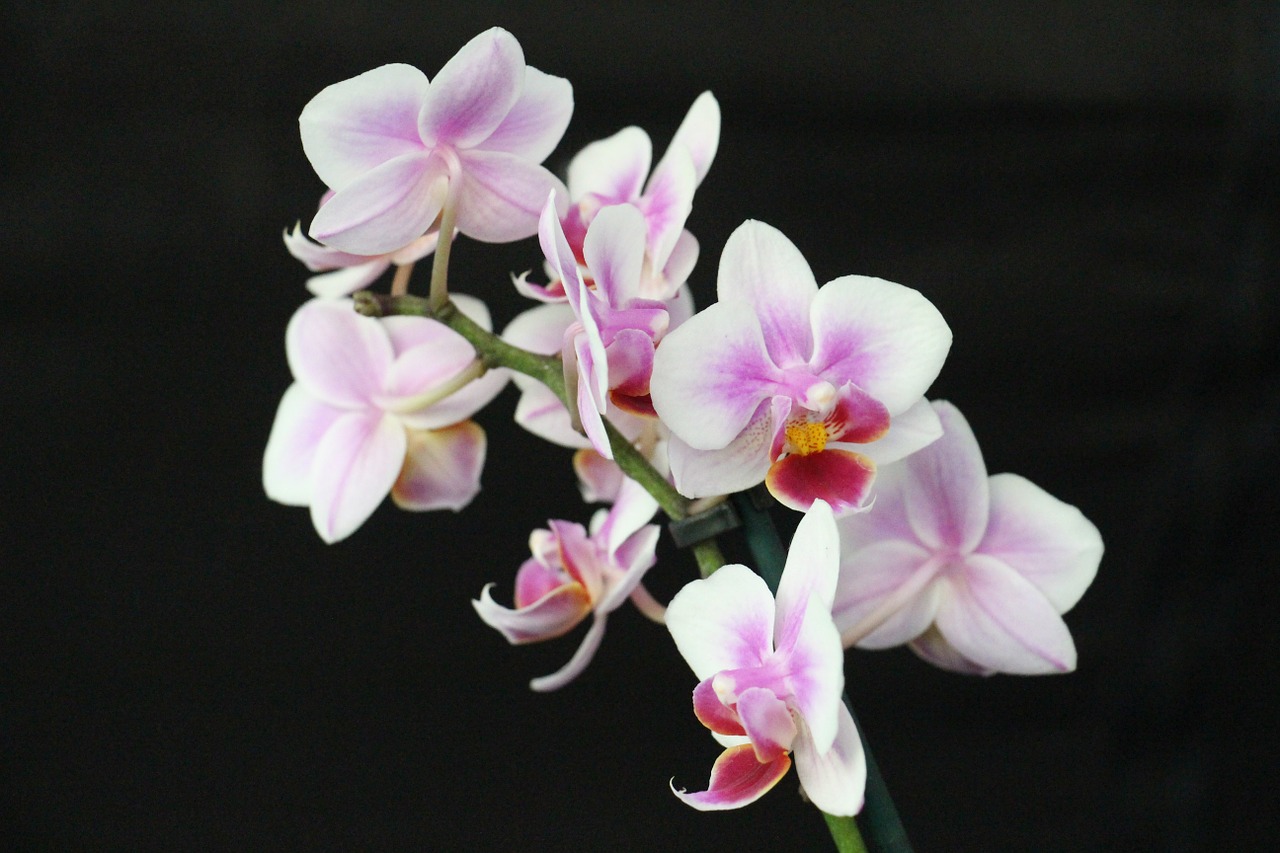 orchid blossom bloom free photo