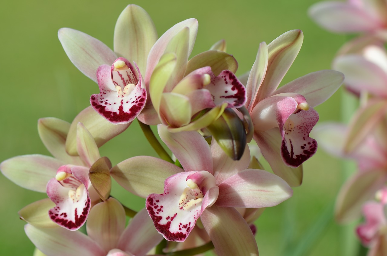 orchid  flower  garden free photo