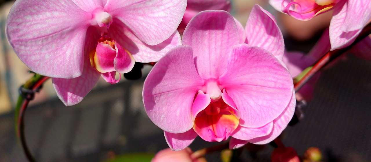 orchid  flower  noble free photo