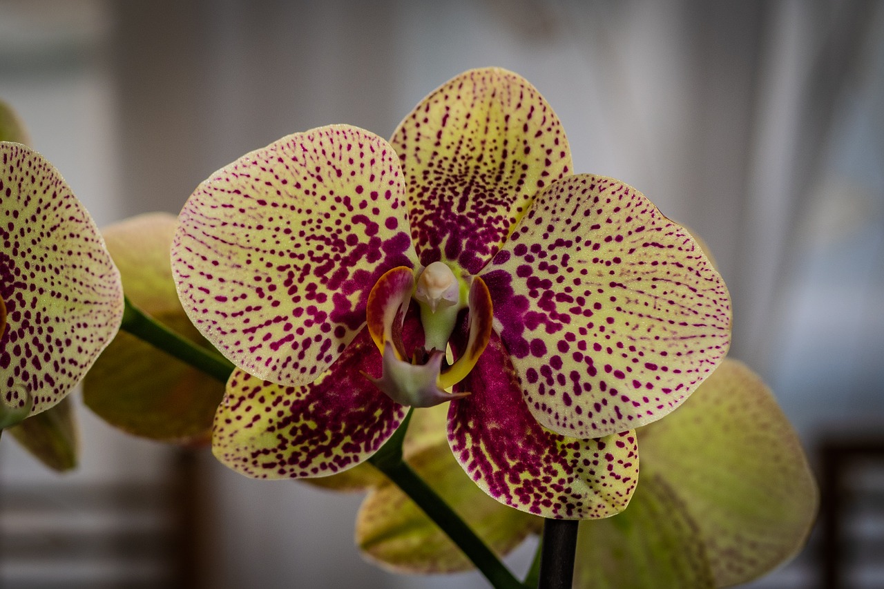 orchid  phalaenopsis  flower free photo