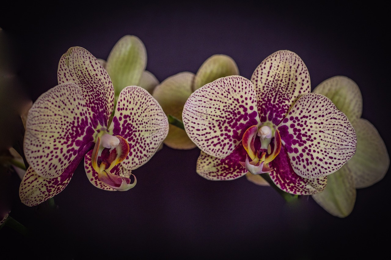 orchid  phalaenopsis  flower free photo