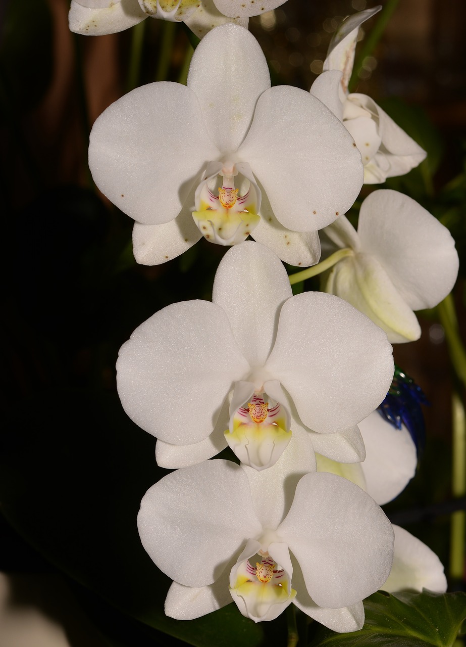 orchid  rainforest  blossom free photo
