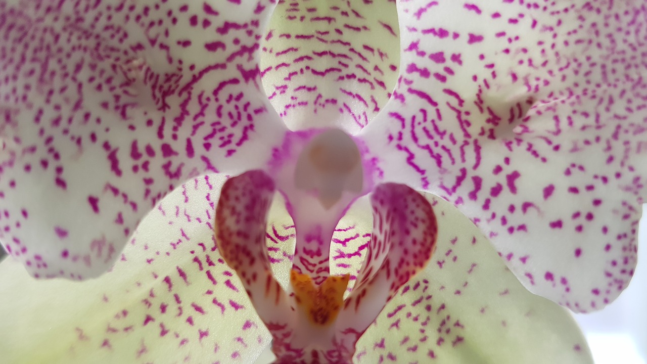 orchid  nature  flower free photo