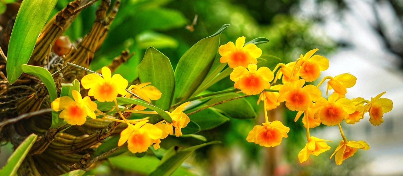 orchid  miniature  yellow free photo