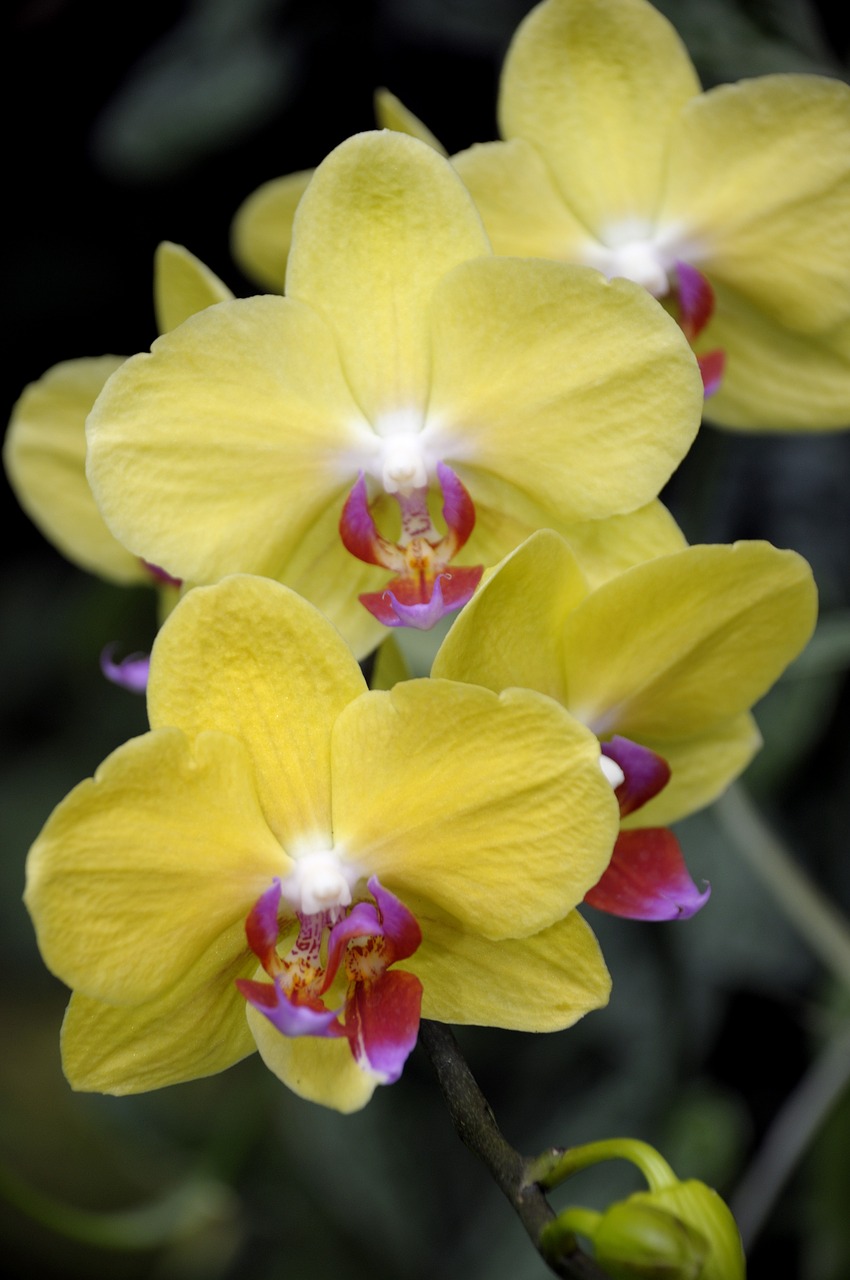 orchid  flower  blossom free photo