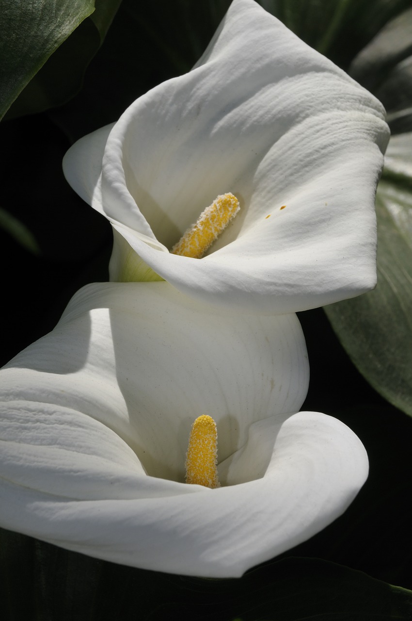 orchid  flower  blossom free photo