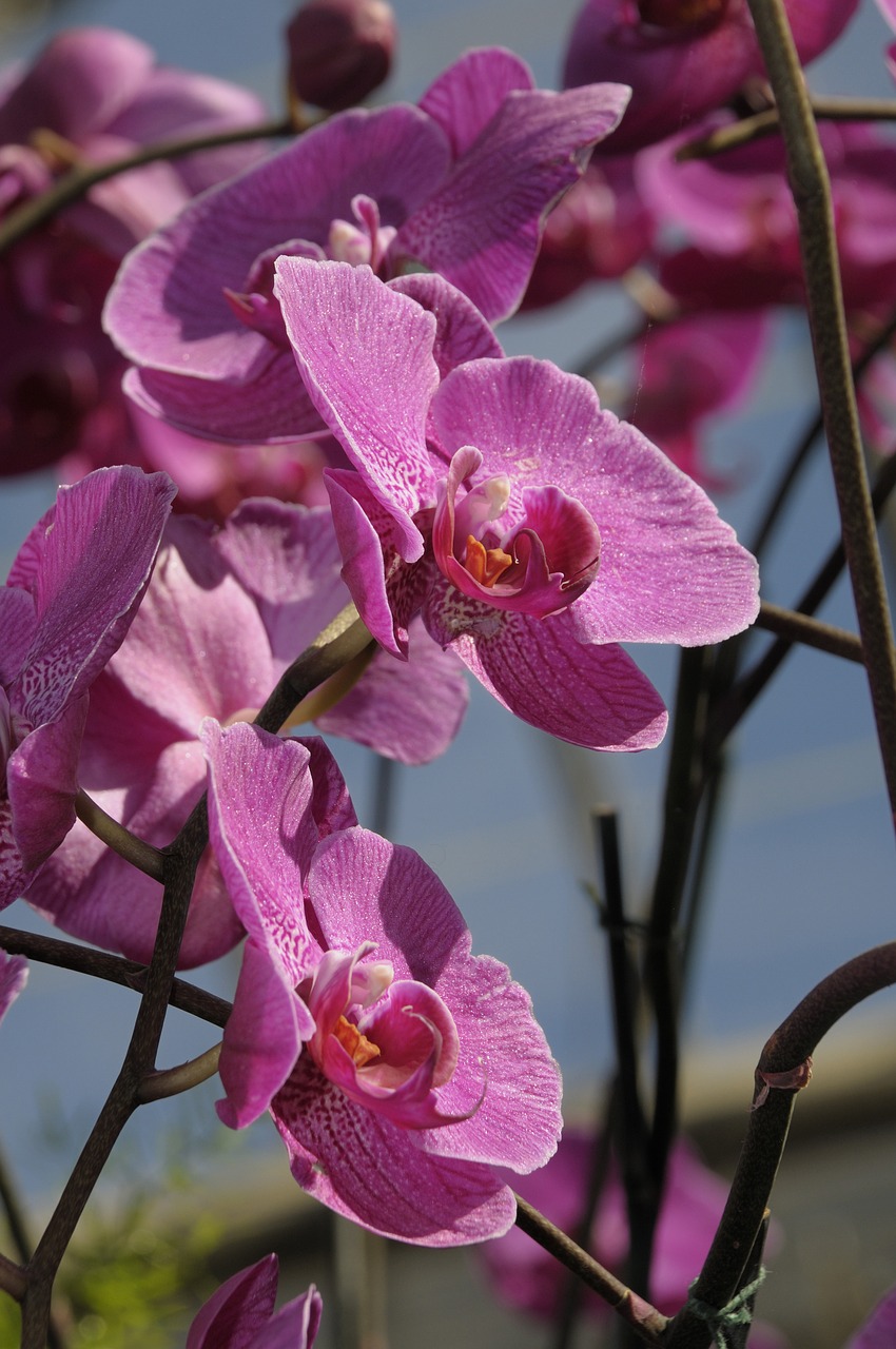 orchid  flower  blossom free photo