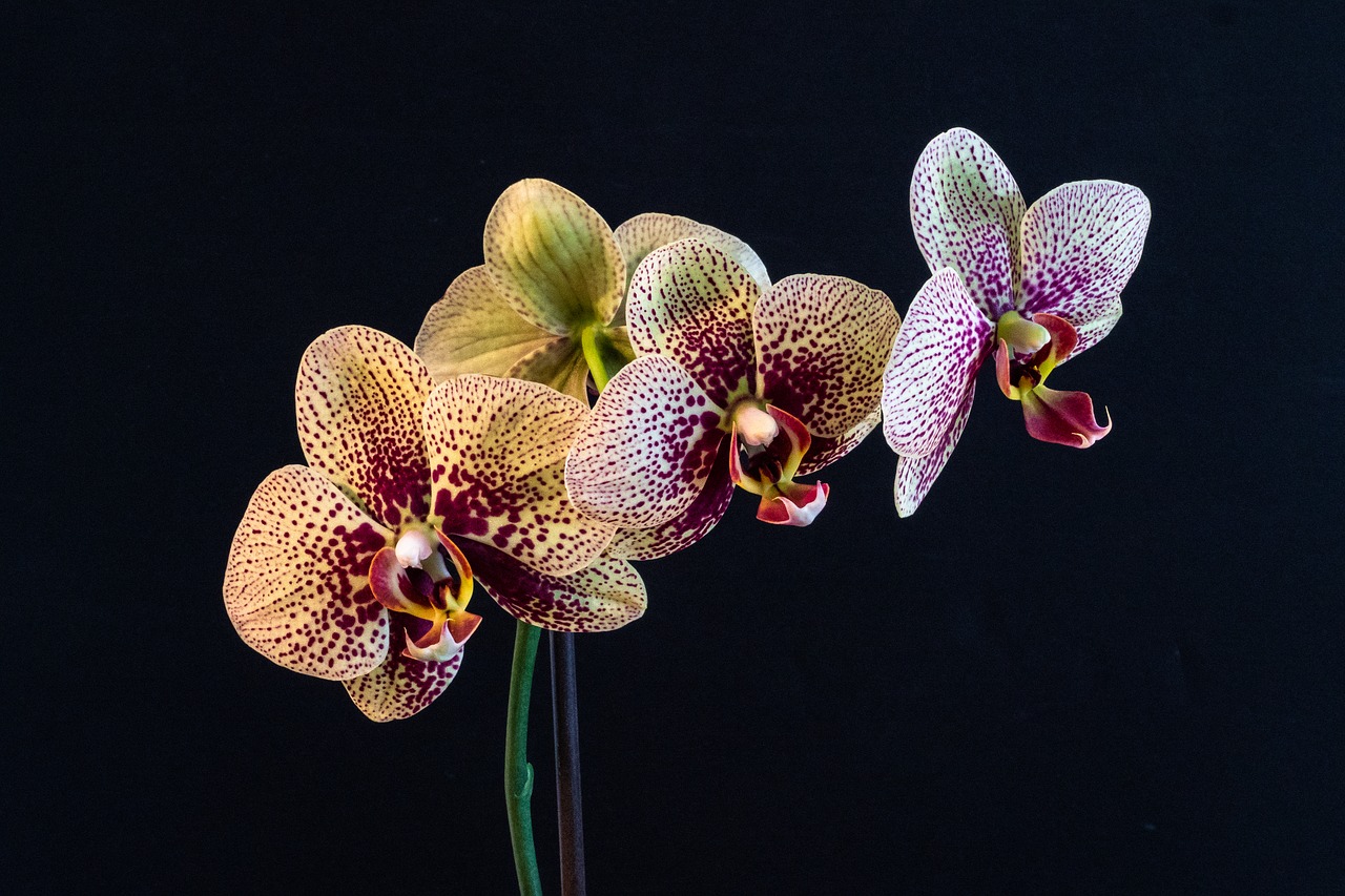 orchid  phalaenopsis  flower free photo