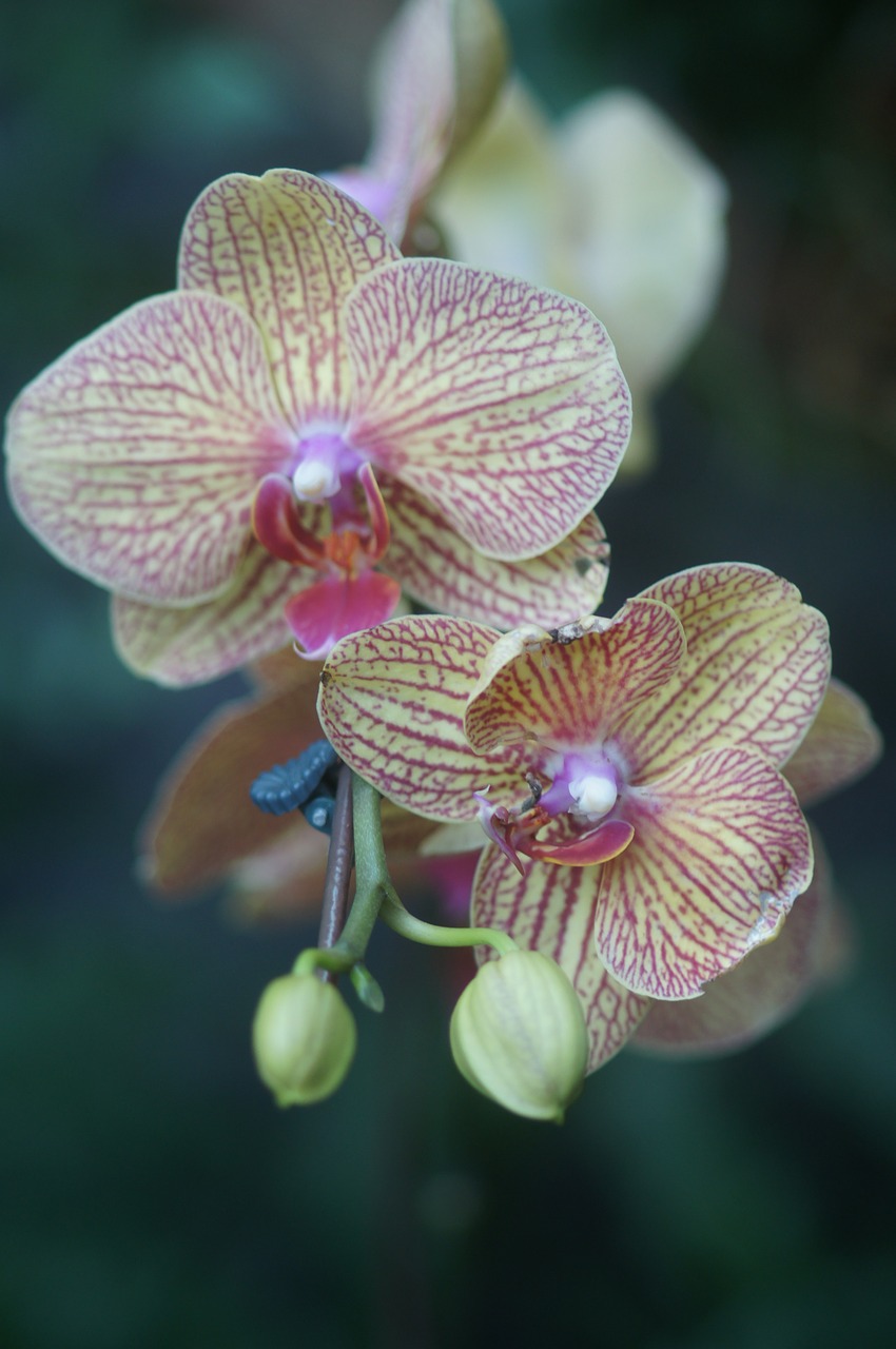 orchid  flower  plant free photo