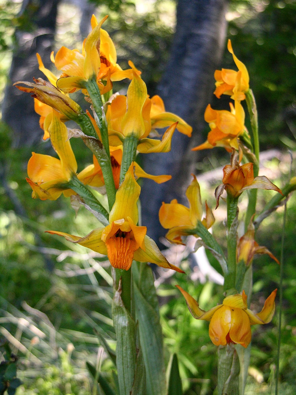 orchid  patagonia  wild flora of the patagonia free photo
