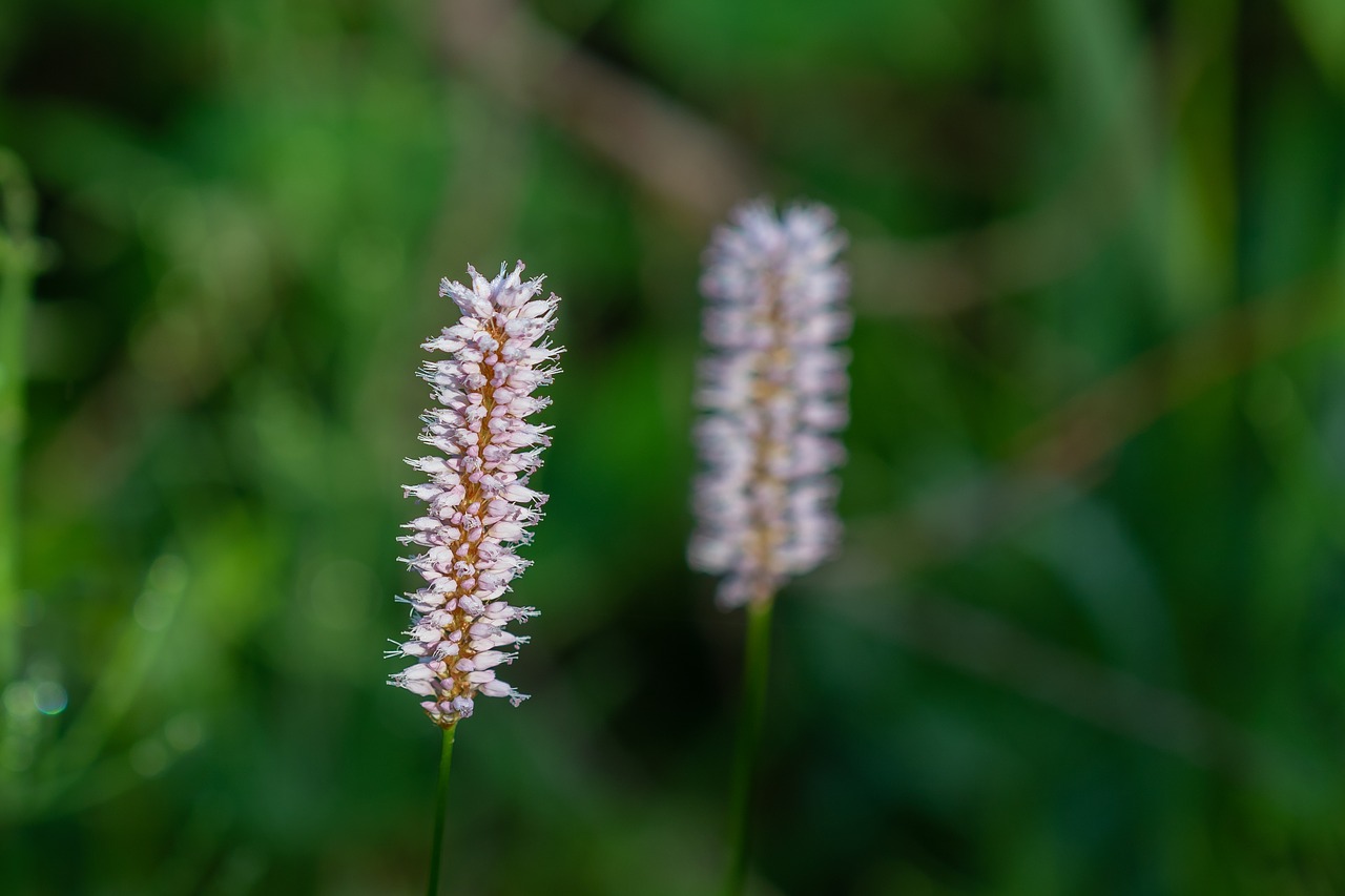 orchid  moor  reed free photo