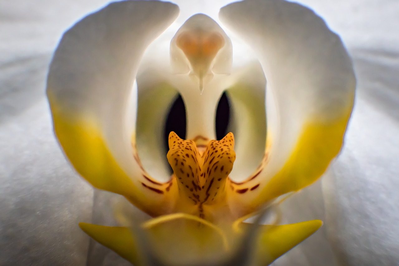 orchid  phalaenopsis  flower free photo