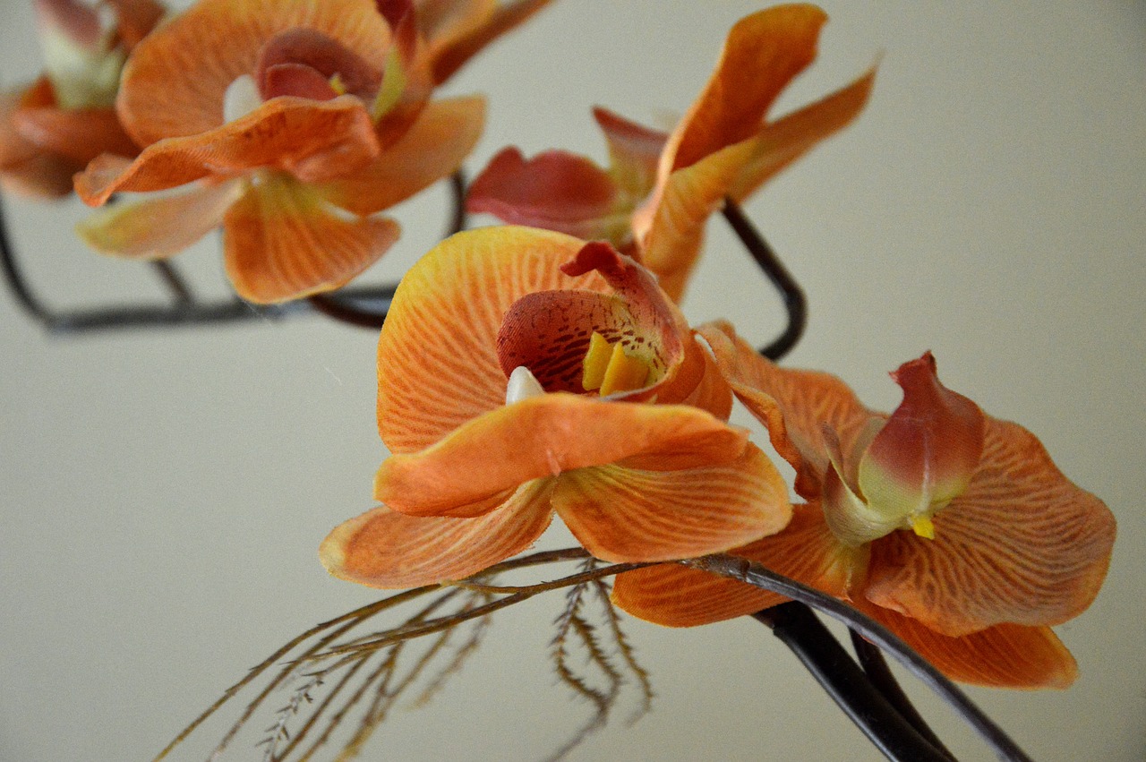 orchid  decoration  blossom free photo