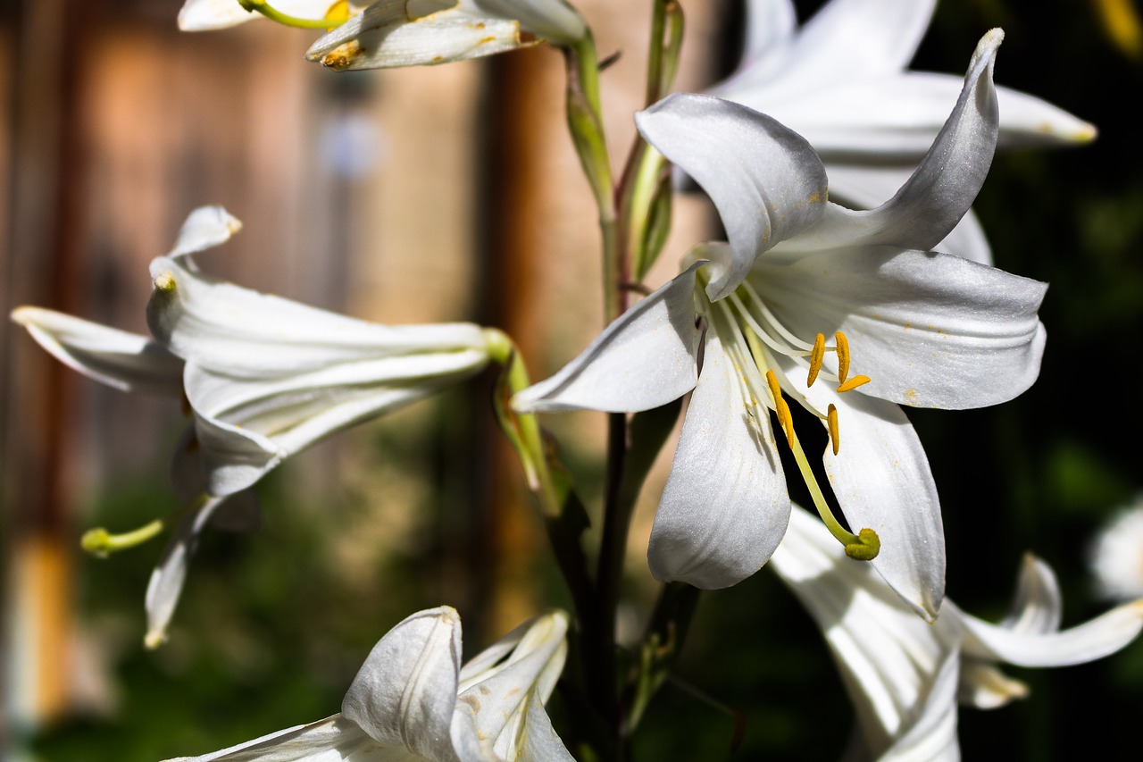 orchid  flower  plant free photo