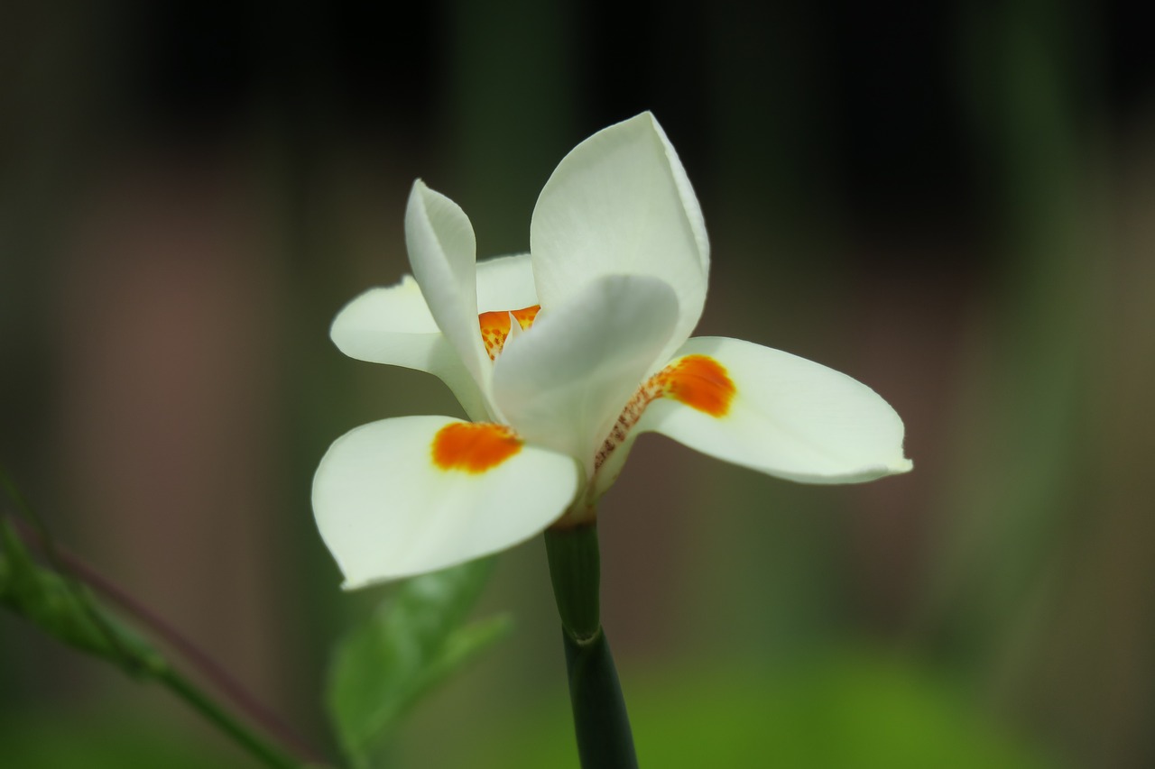 orchid  white  white blossom free photo