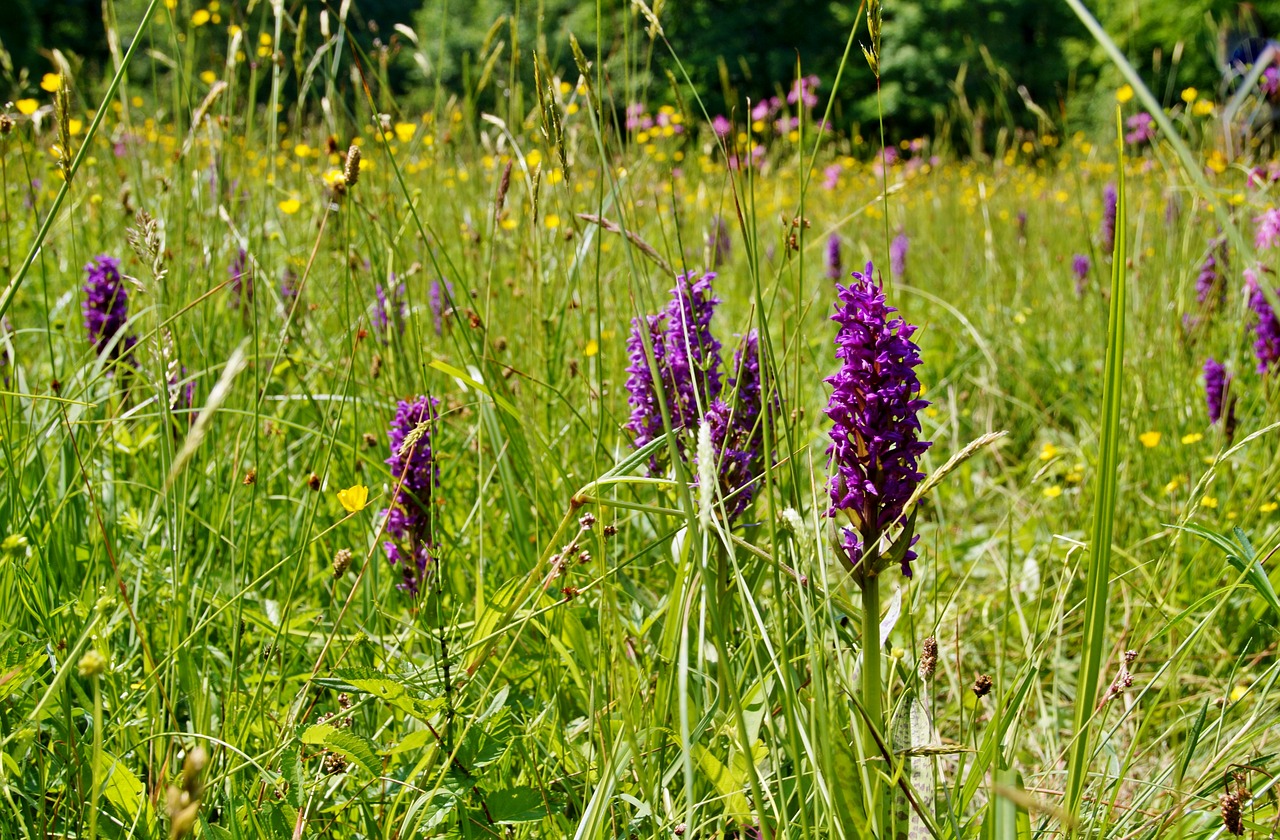 orchid  meadow  orchidea free photo