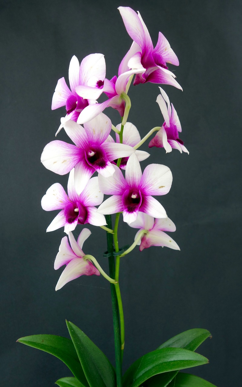 orchid  flower  blossom free photo