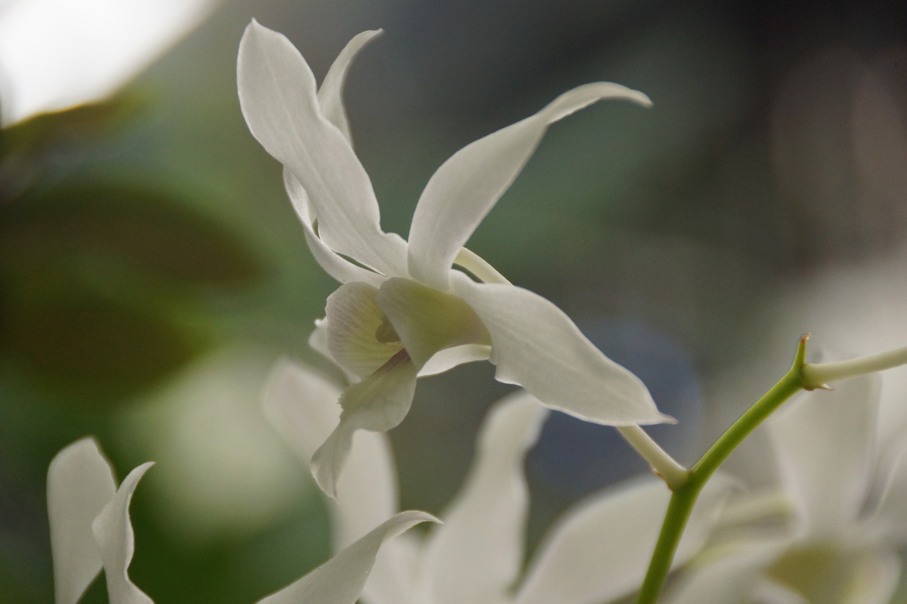 orchid  white  delicate free photo