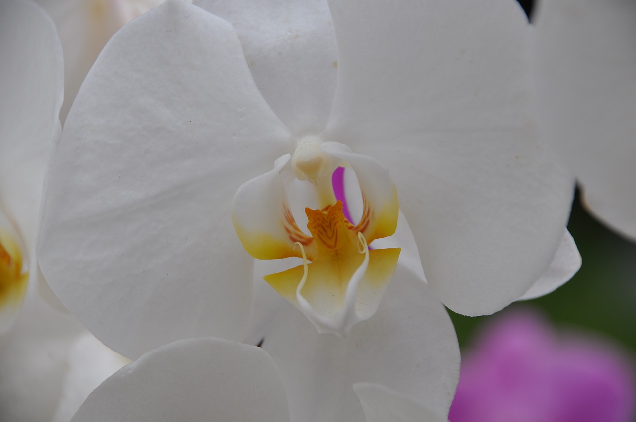 orchid  white orchid  flower free photo
