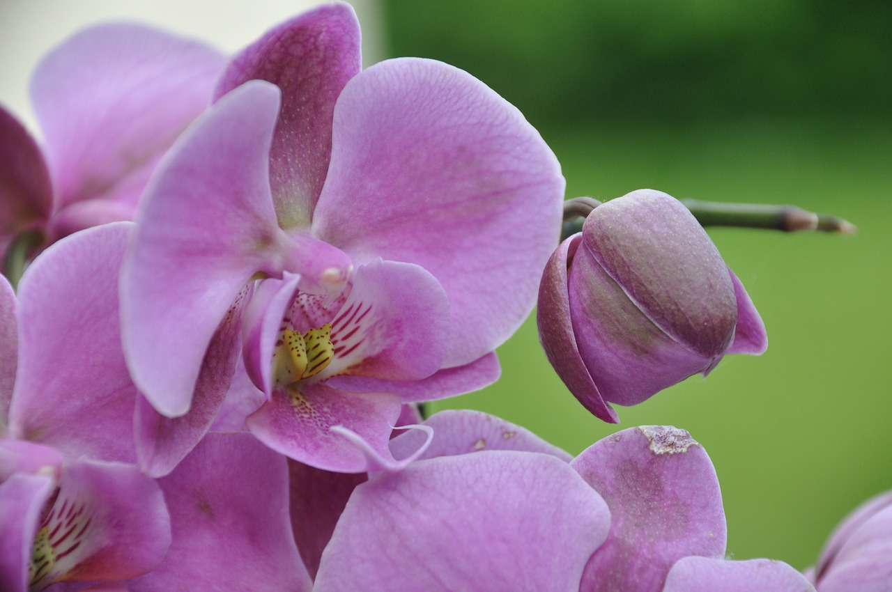 orchid  pink orchid  decoration free photo