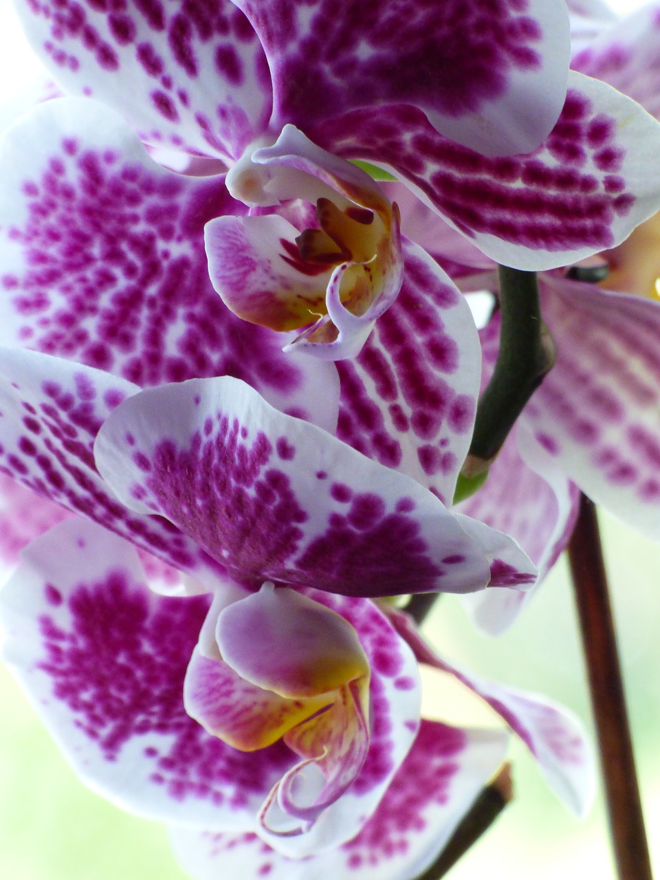 orchid  flower  blossom free photo