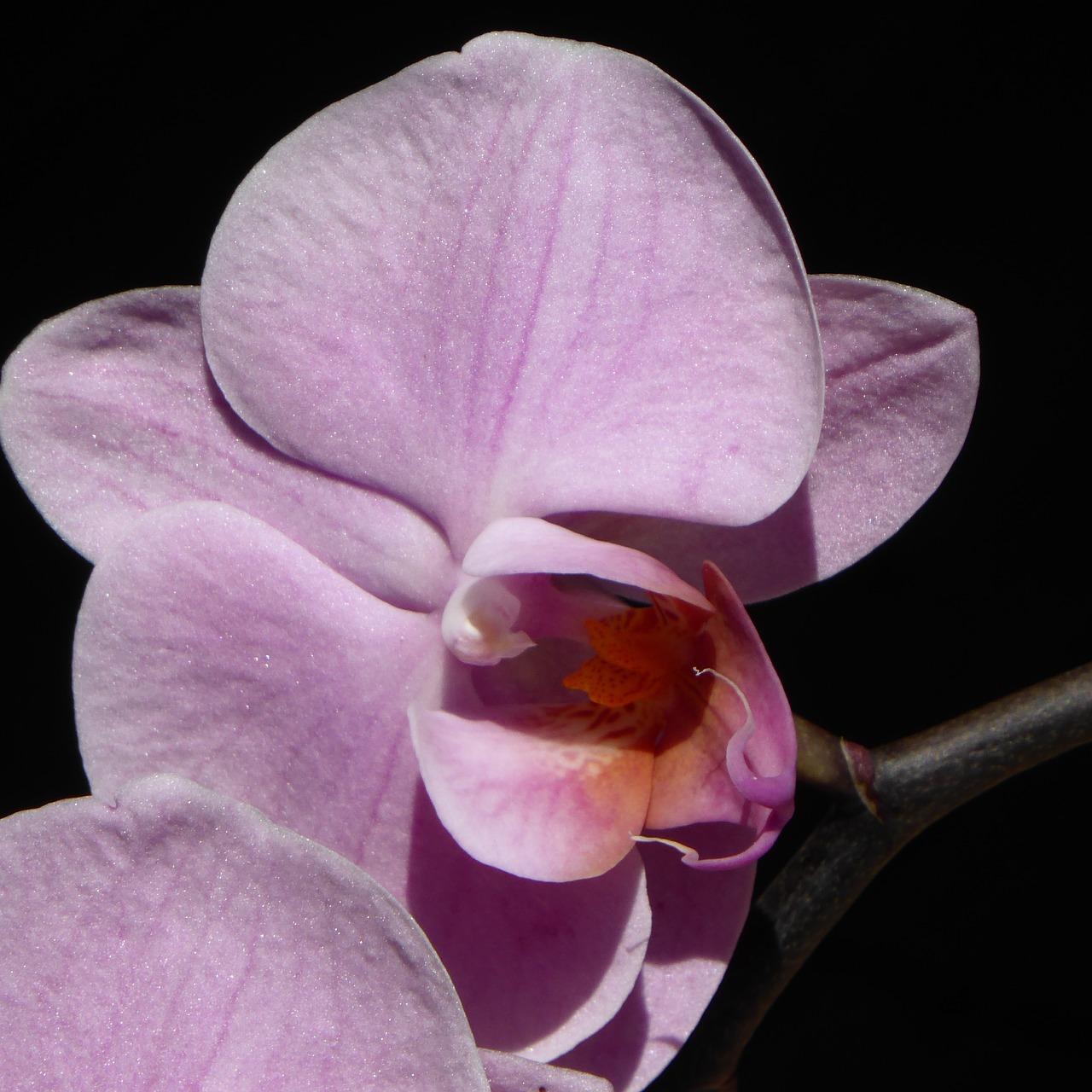 orchid blossom bloom free photo