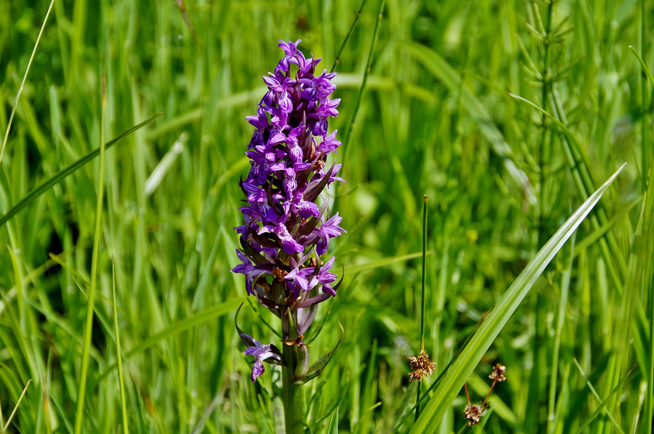 orchid  meadow  orchidea free photo