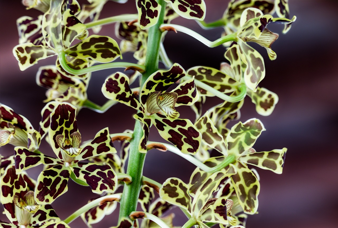 orchid  yellow  spotted free photo