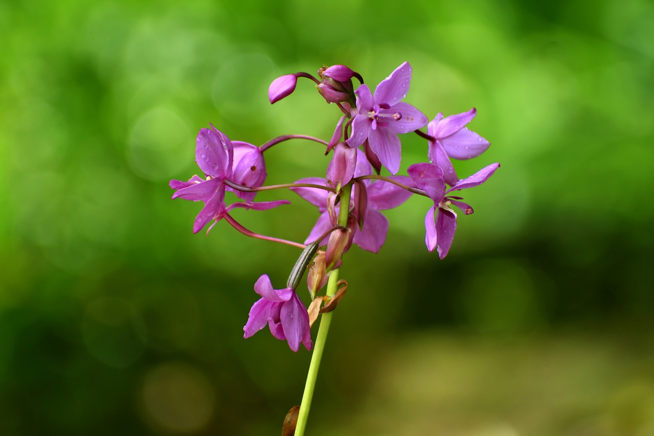 orchid  flower  blossom free photo