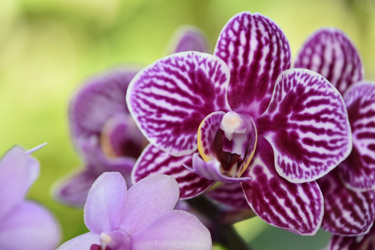 orchid  flower  nature free photo