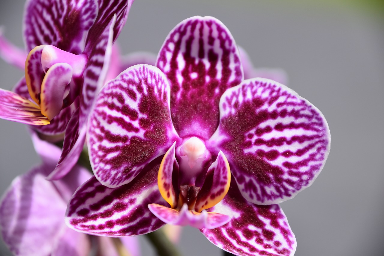 orchid  flower  nature free photo