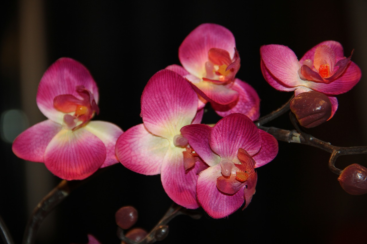 orchid  flower  nature free photo