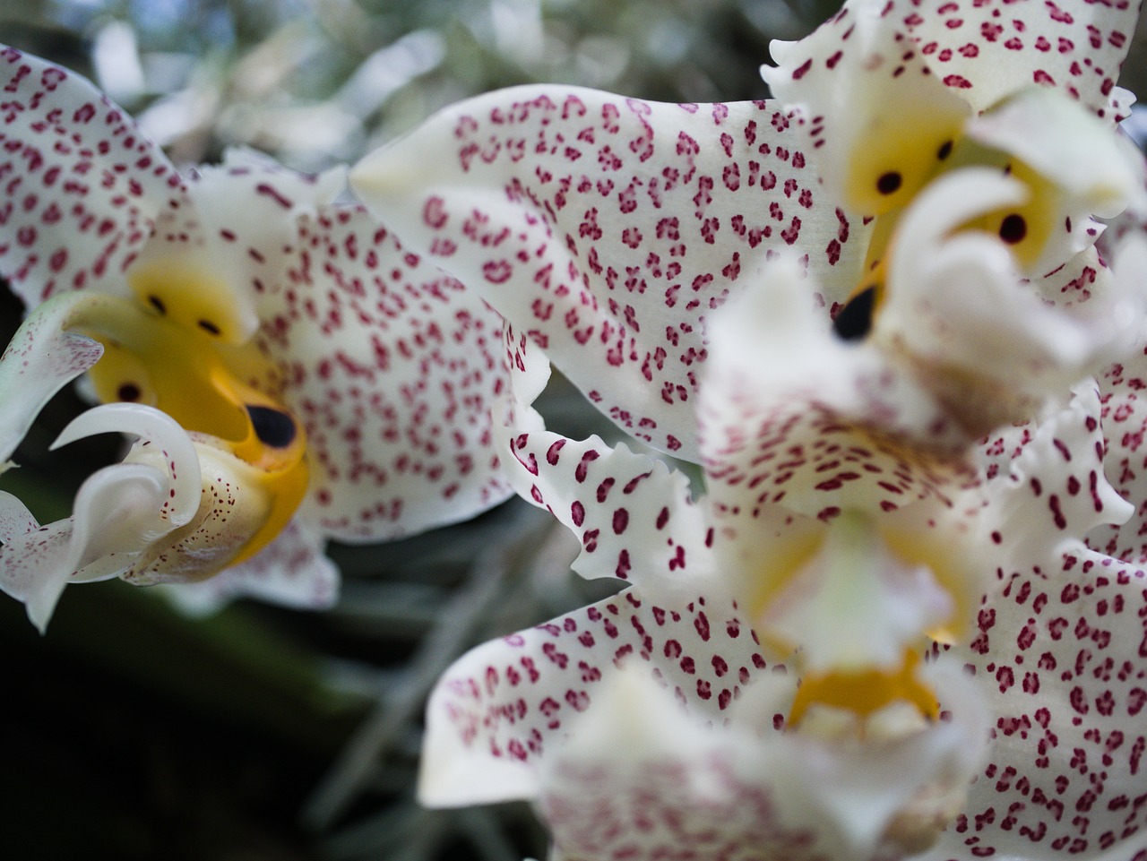 orchid  flower  blossom free photo