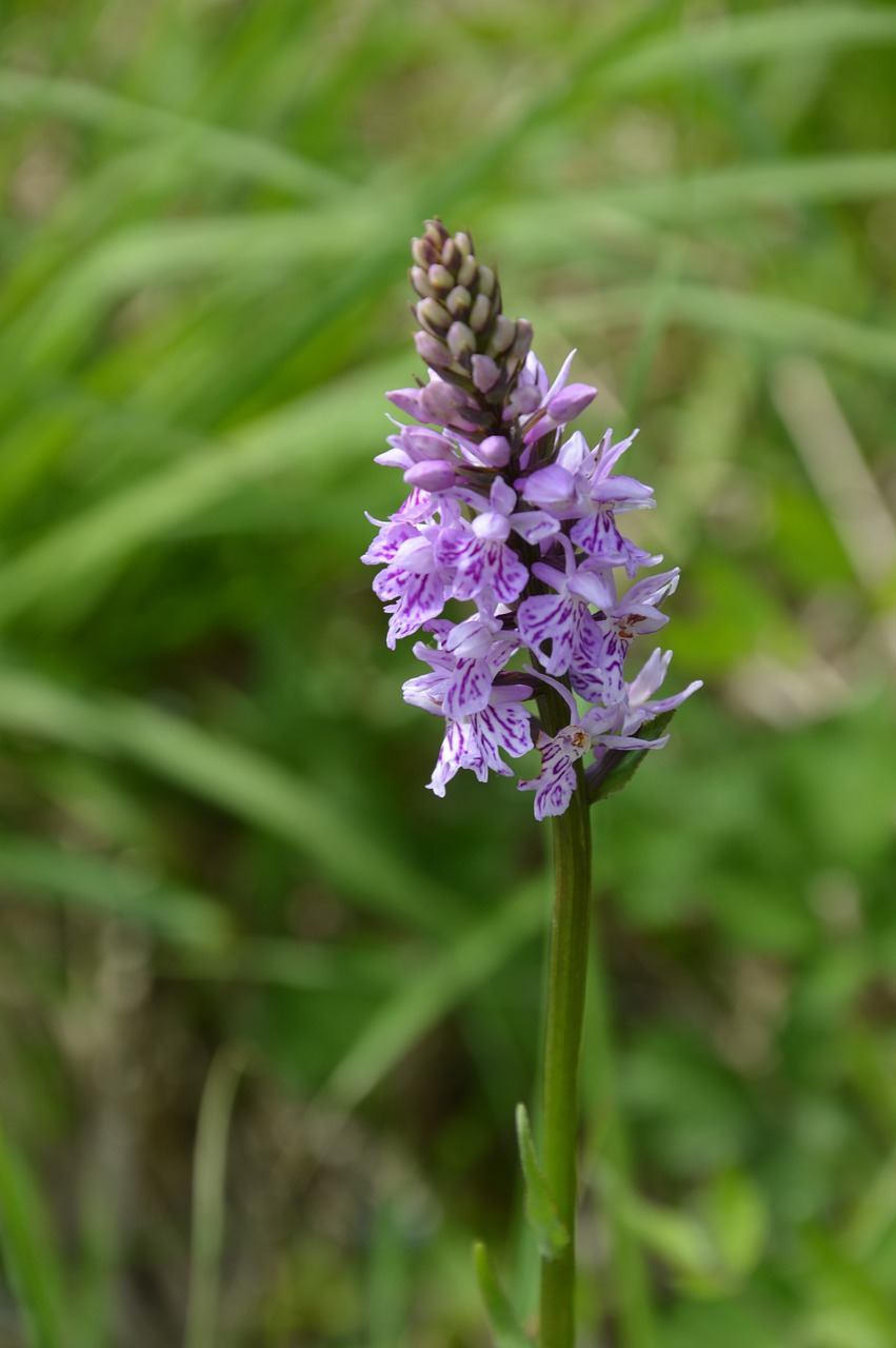 orchid flower violet free photo