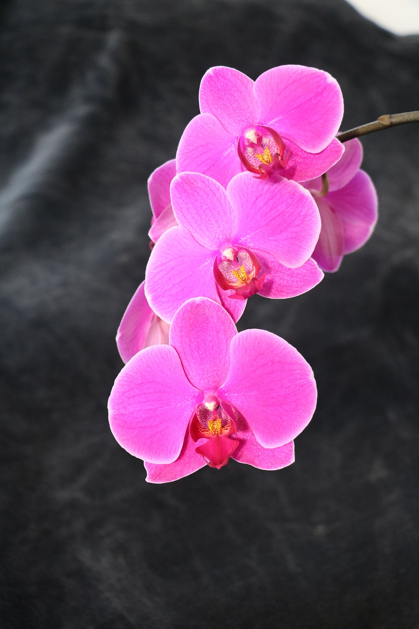 orchid  flower  pink free photo