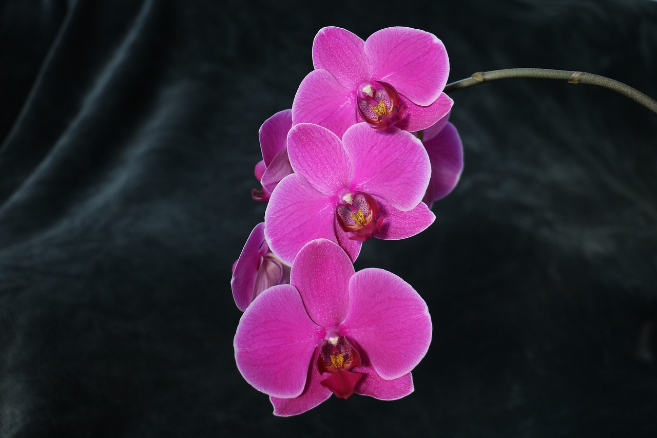 orchid  flower  pink free photo