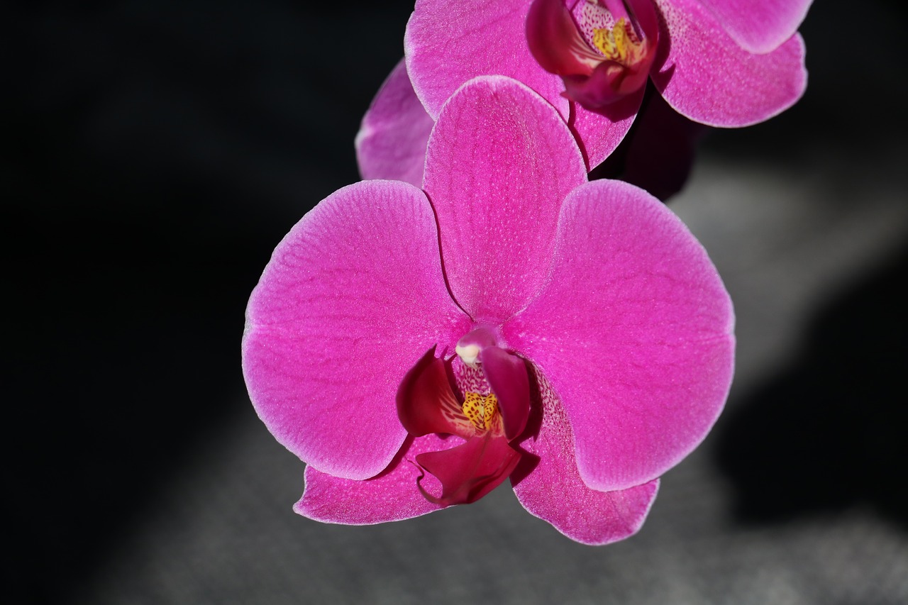 orchid  flower  pink free photo