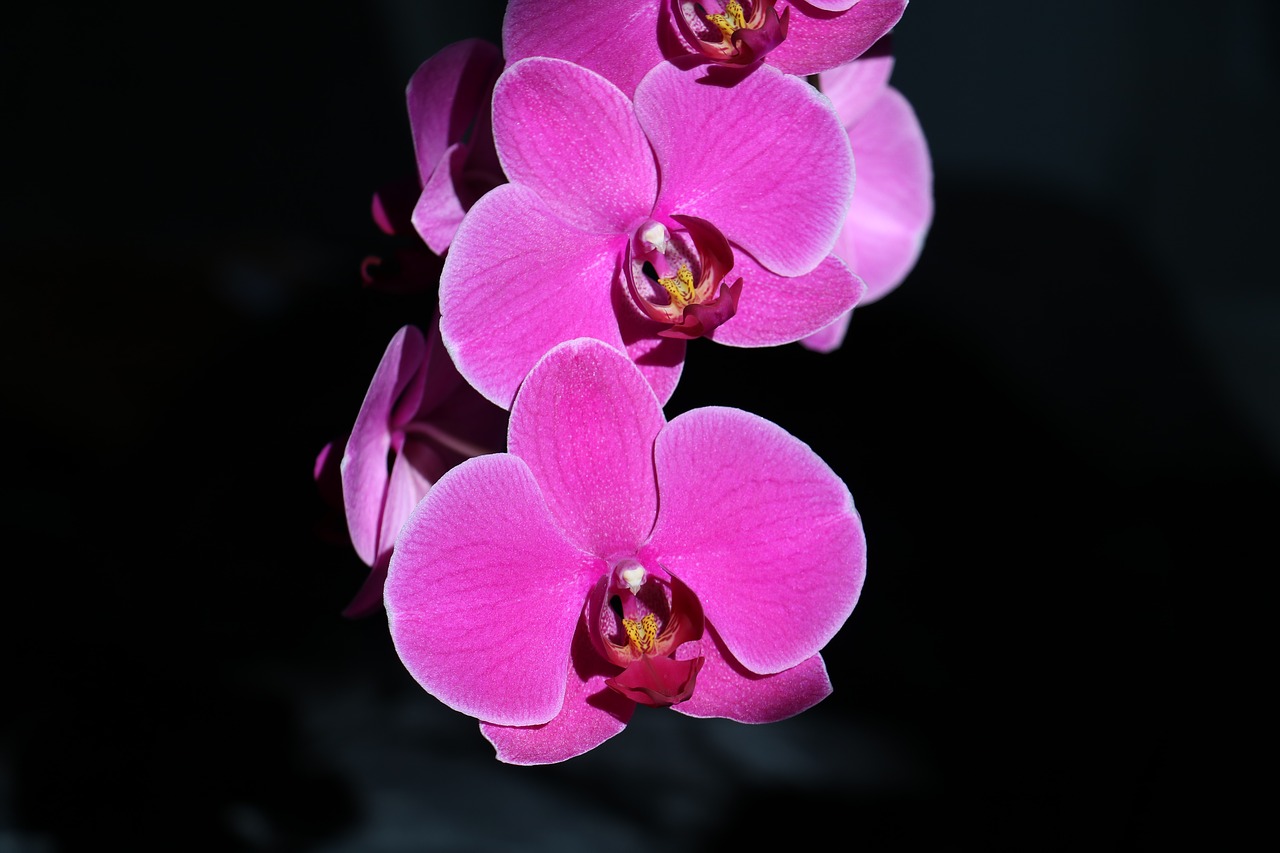 orchid  flower  pink free photo