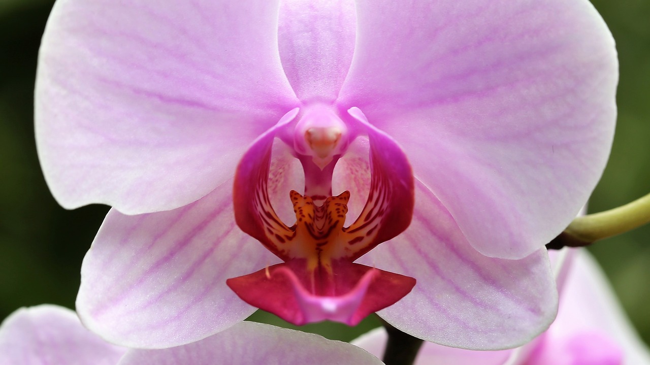 orchid  orchidaceae  phalenopsis free photo