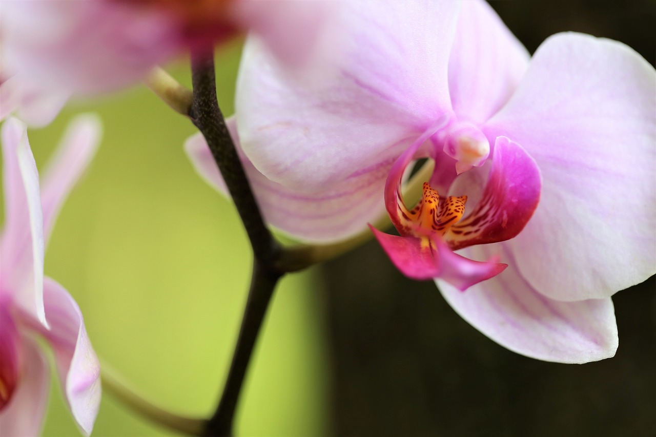 orchid  orchidaceae  phalenopsis free photo