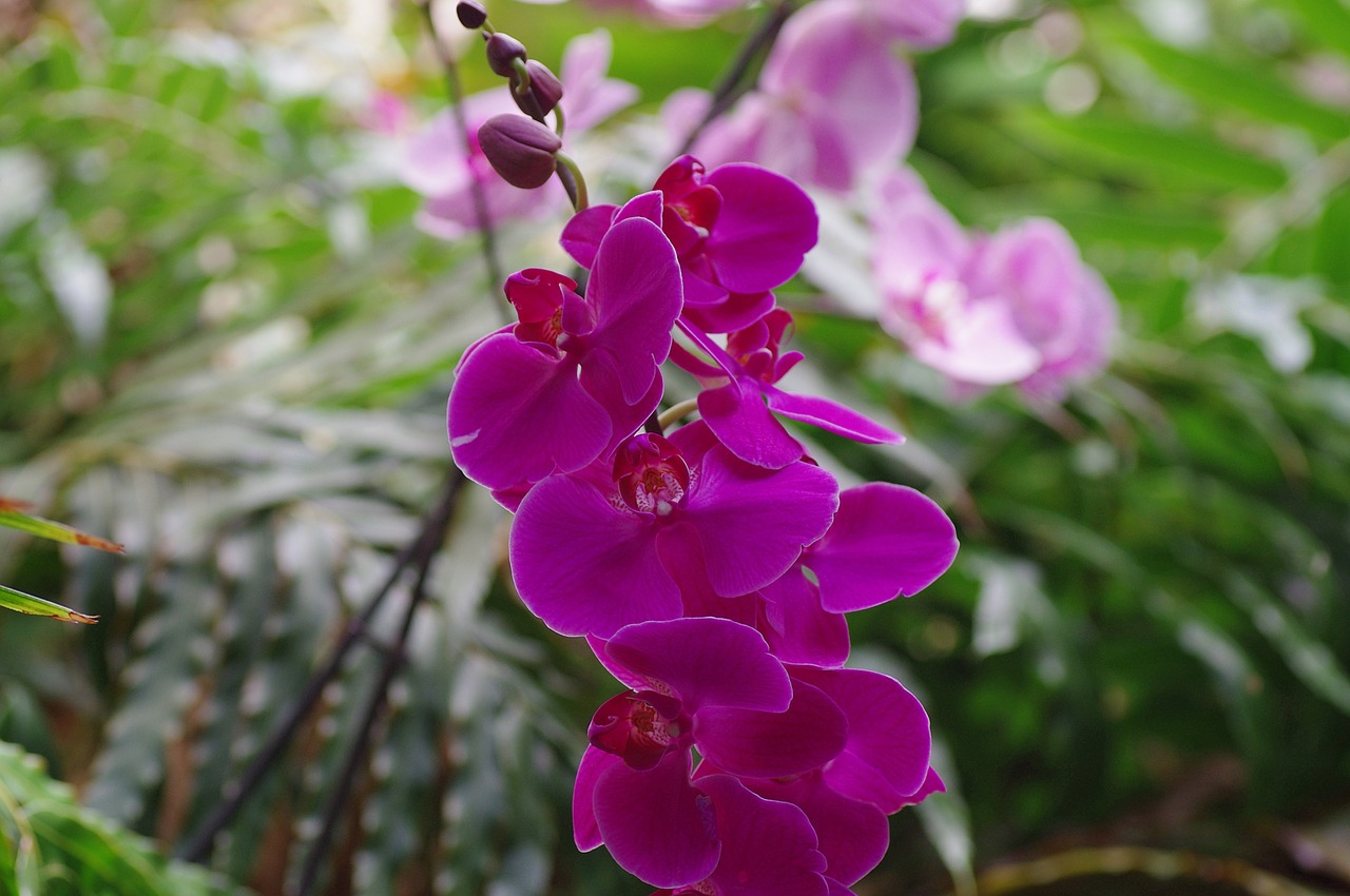 orchid wild orchid blossom free photo