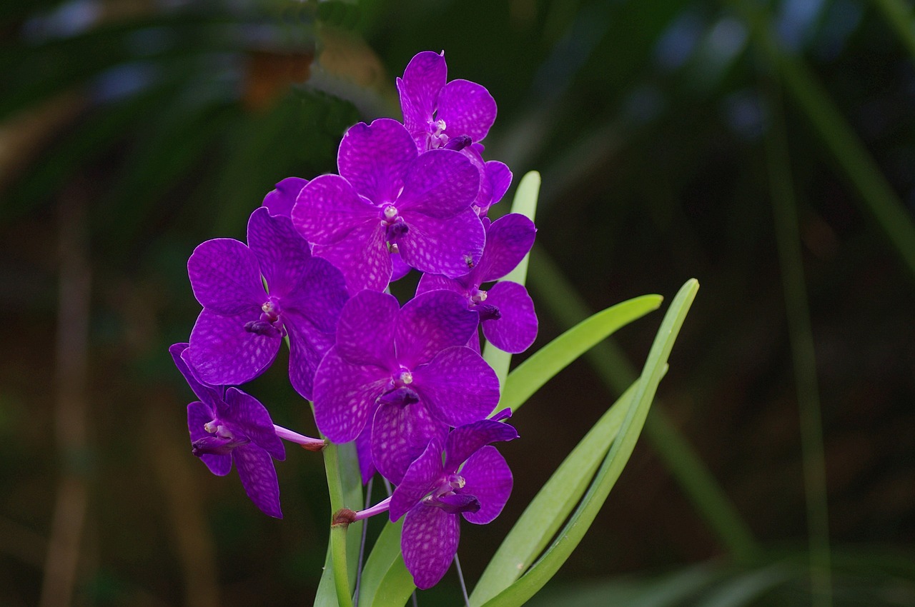 orchid wild orchid inflorescence free photo