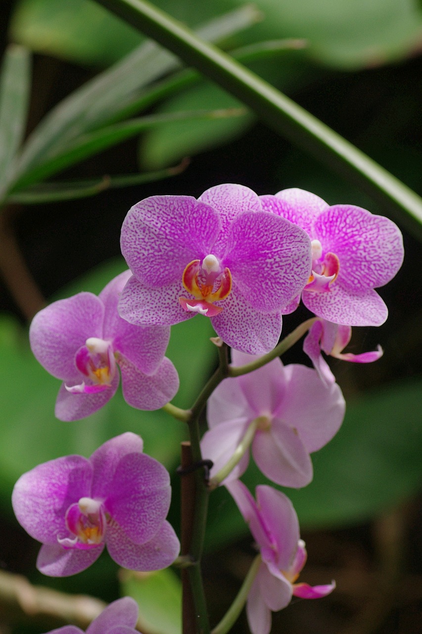 orchid wild orchid blossom free photo