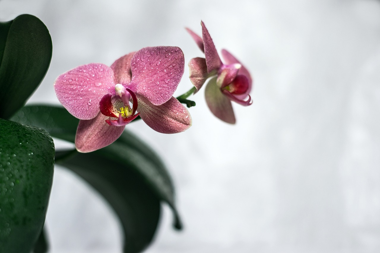 orchid  flower  bloom free photo