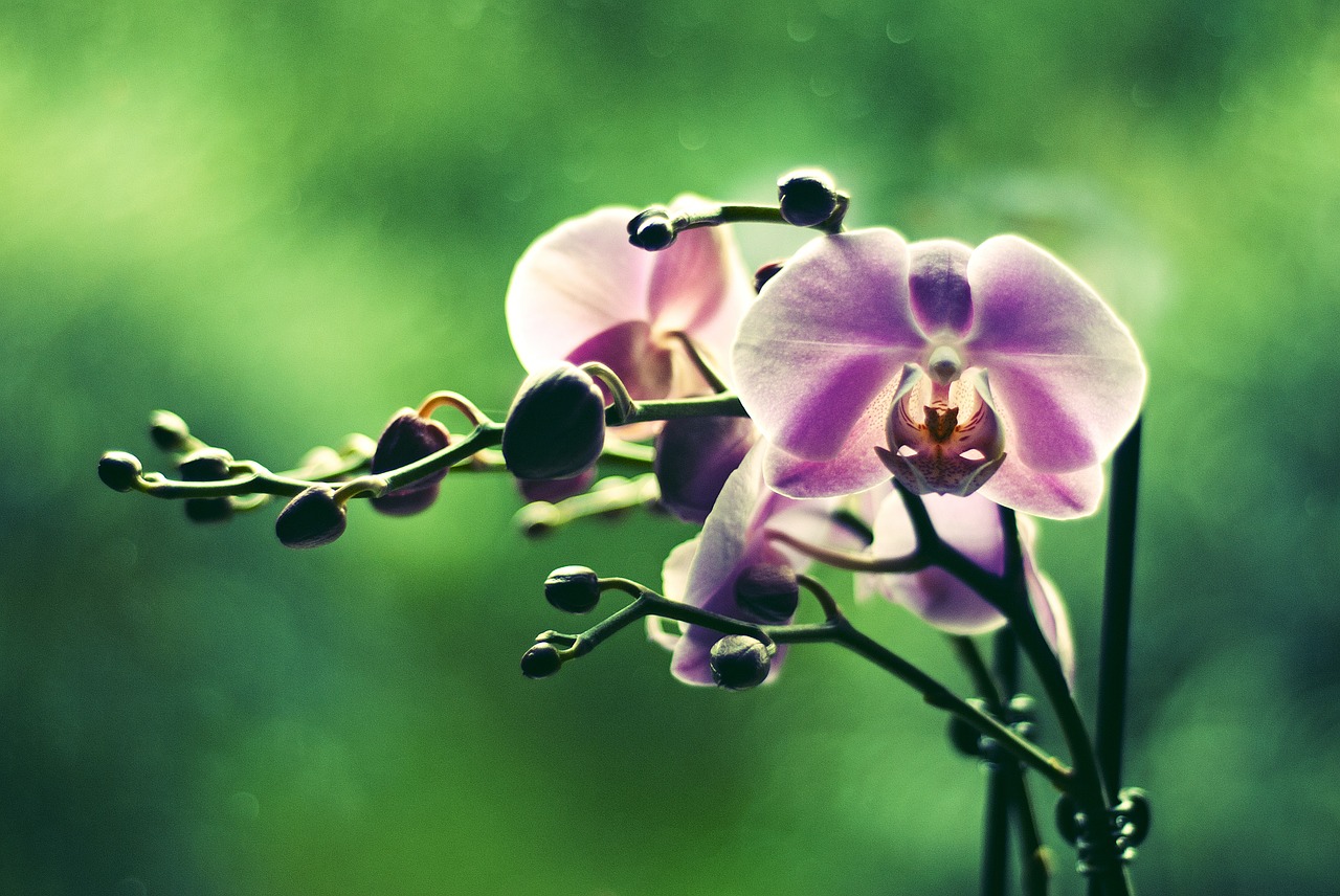 orchid flower colored free photo