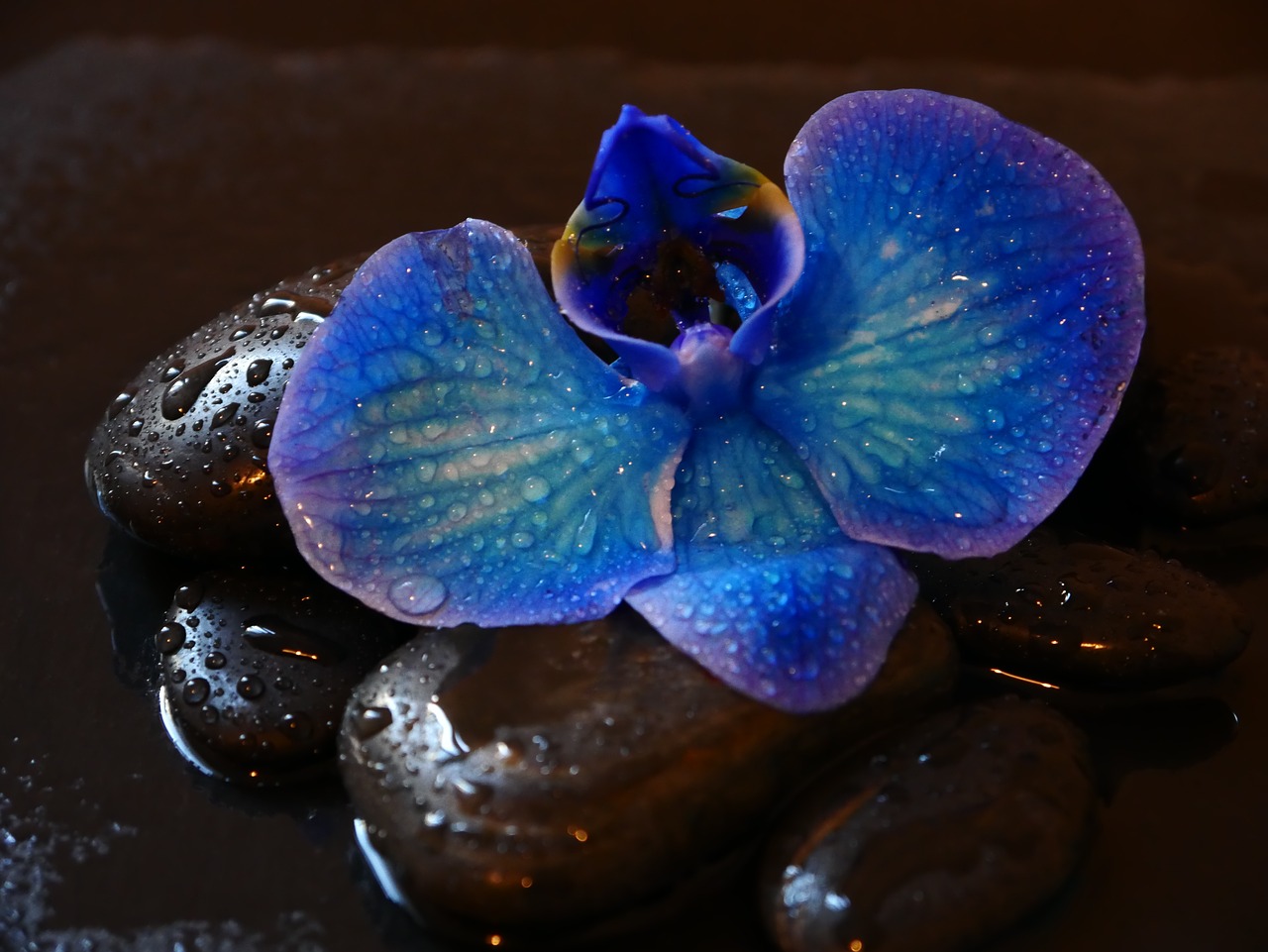 orchid  stones  wellness free photo