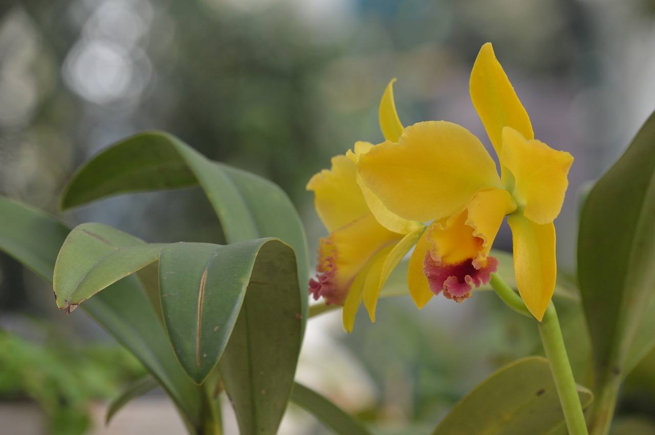 orchid  yellow flower  blossom free photo