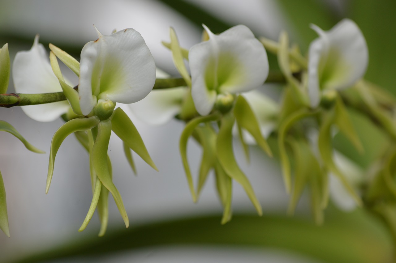 orchid  flower  white free photo