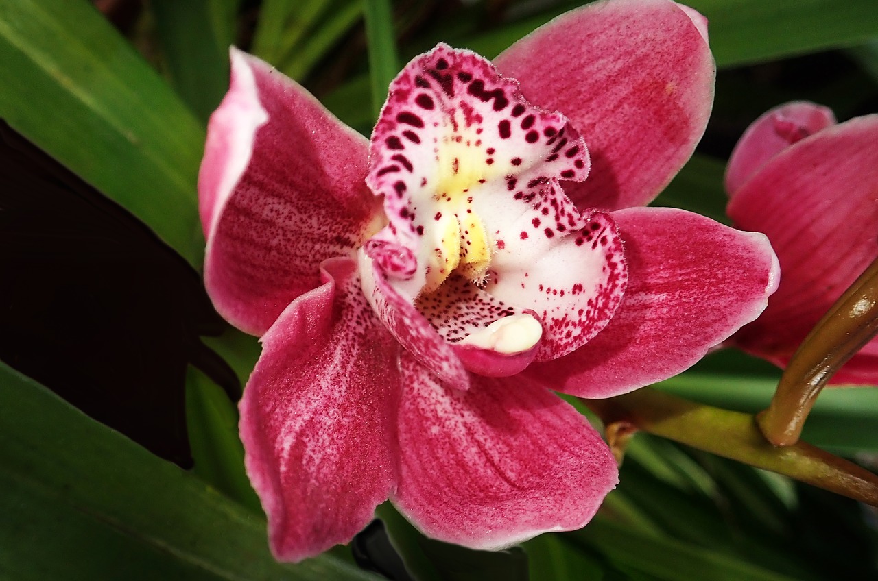 orchid  flower  plant free photo